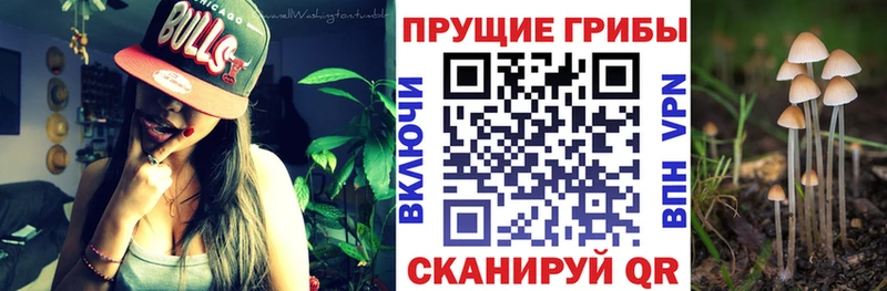 Псилоцибиновые грибы прущие грибы  Пучеж 